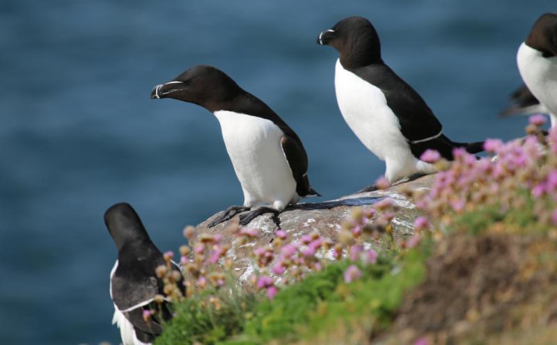 Bird’s eye view of Guillemots: Image by Steve Hare